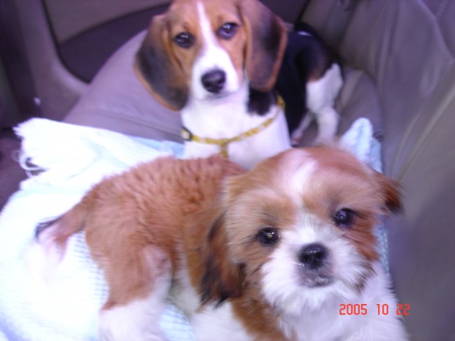 윗녀석 (비글), 아랫녀석 (시츄)