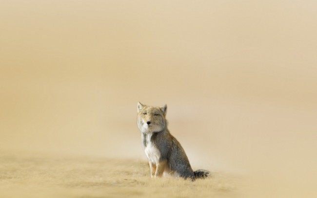 이게 무슨동물이죠.jpg