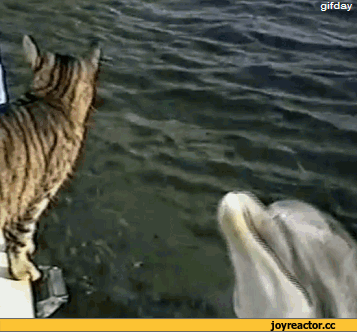 котэ-живность-дельфинэ-гифки-870558.gif