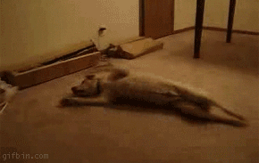 1235987671_dog-running-in-sleep_fineapple2.gif