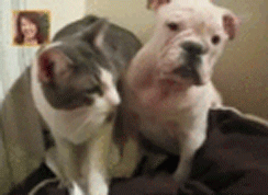 고양이_vs_강아지.gif