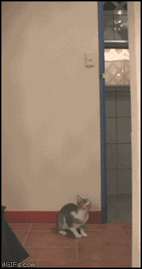 cat-catches-flying-bird_animated_gif.gif