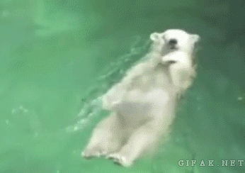 곰_배영_Polar-bear-resting.gif