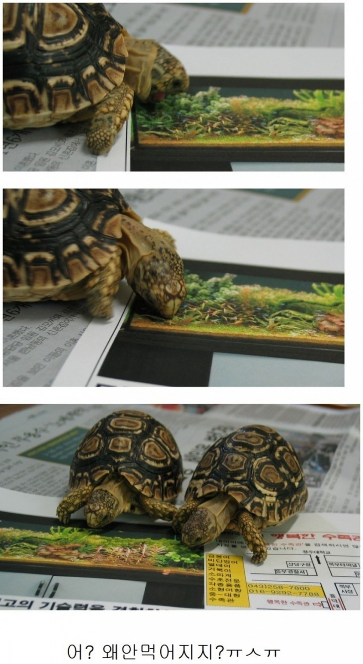 거북이.jpg