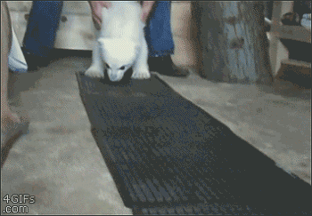 5d922985b8e89190524934bfe7fc17e8_1437896420_4258.gif