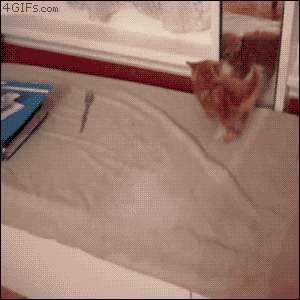 3718042662_dc3c32b4_Kitten-headbutts-mirror.gif