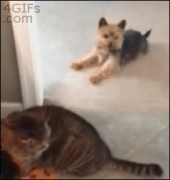 564026010_XmLzZ7bu_clever_dog.gif